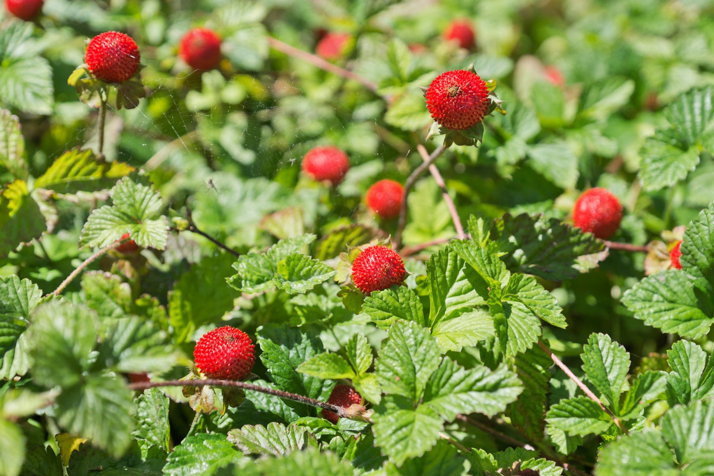 50 Edible Red MOCK STRAWBERRY Potentilla Indica Duchesnea Fruit Berry Seeds