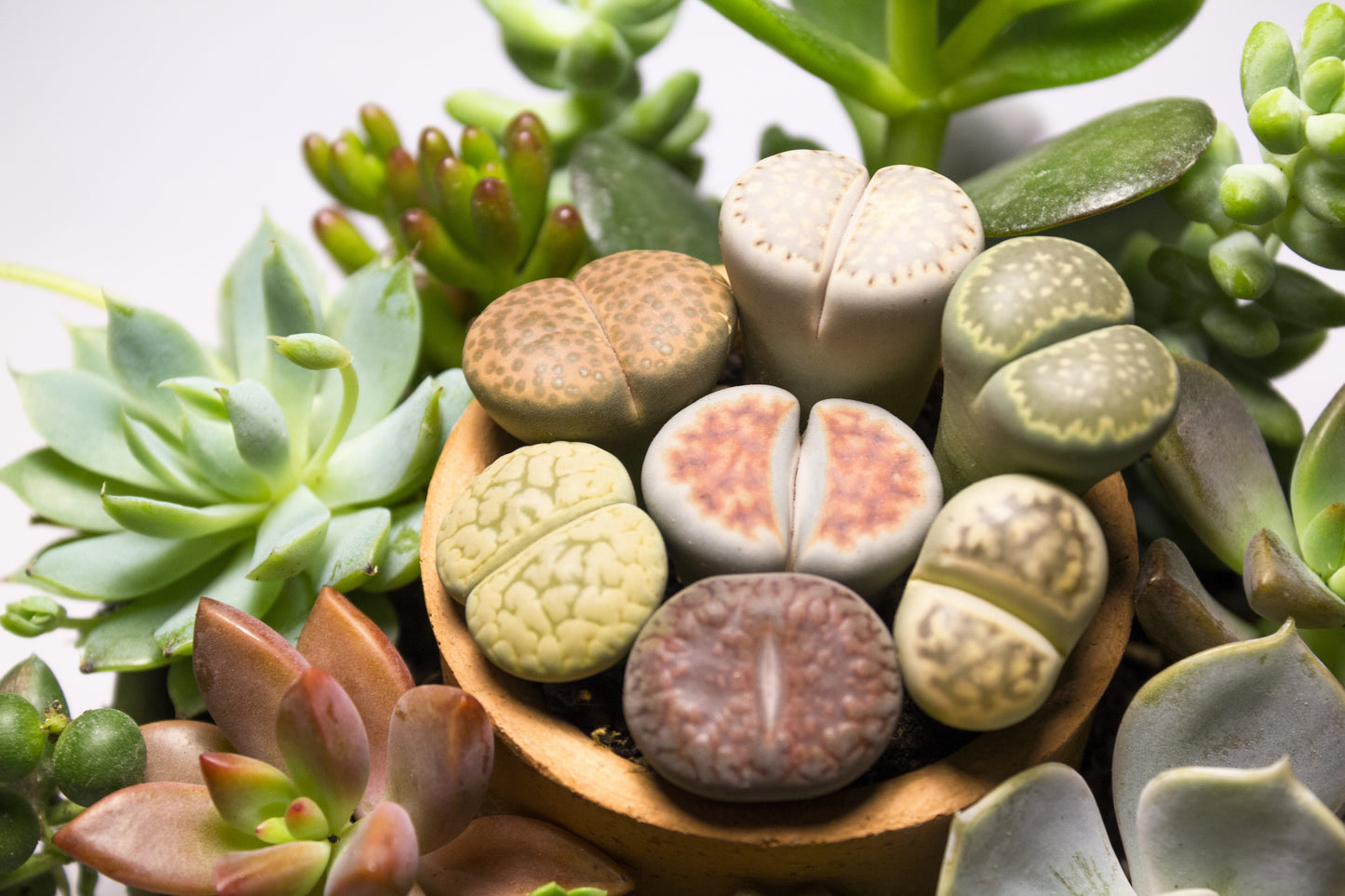 10 LIVING STONE / LITHOPS Mixed Colors Pebble Houseplant Flower Seeds