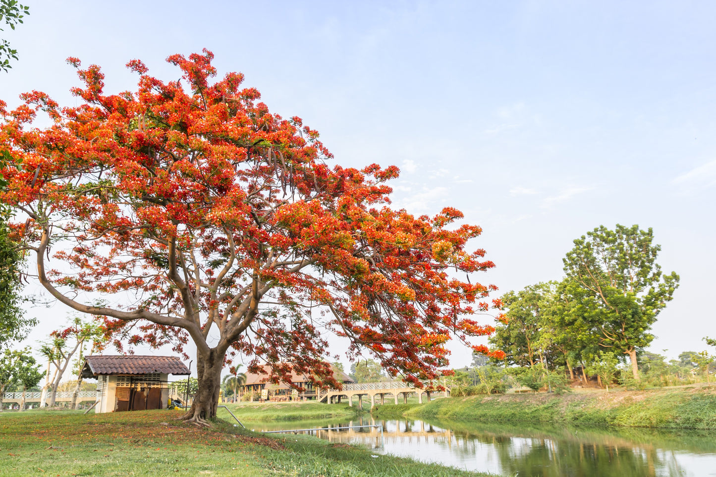 5 FLAME OF THE FOREST Tree Butea Monosperma Palash Orange Red Flower Seeds