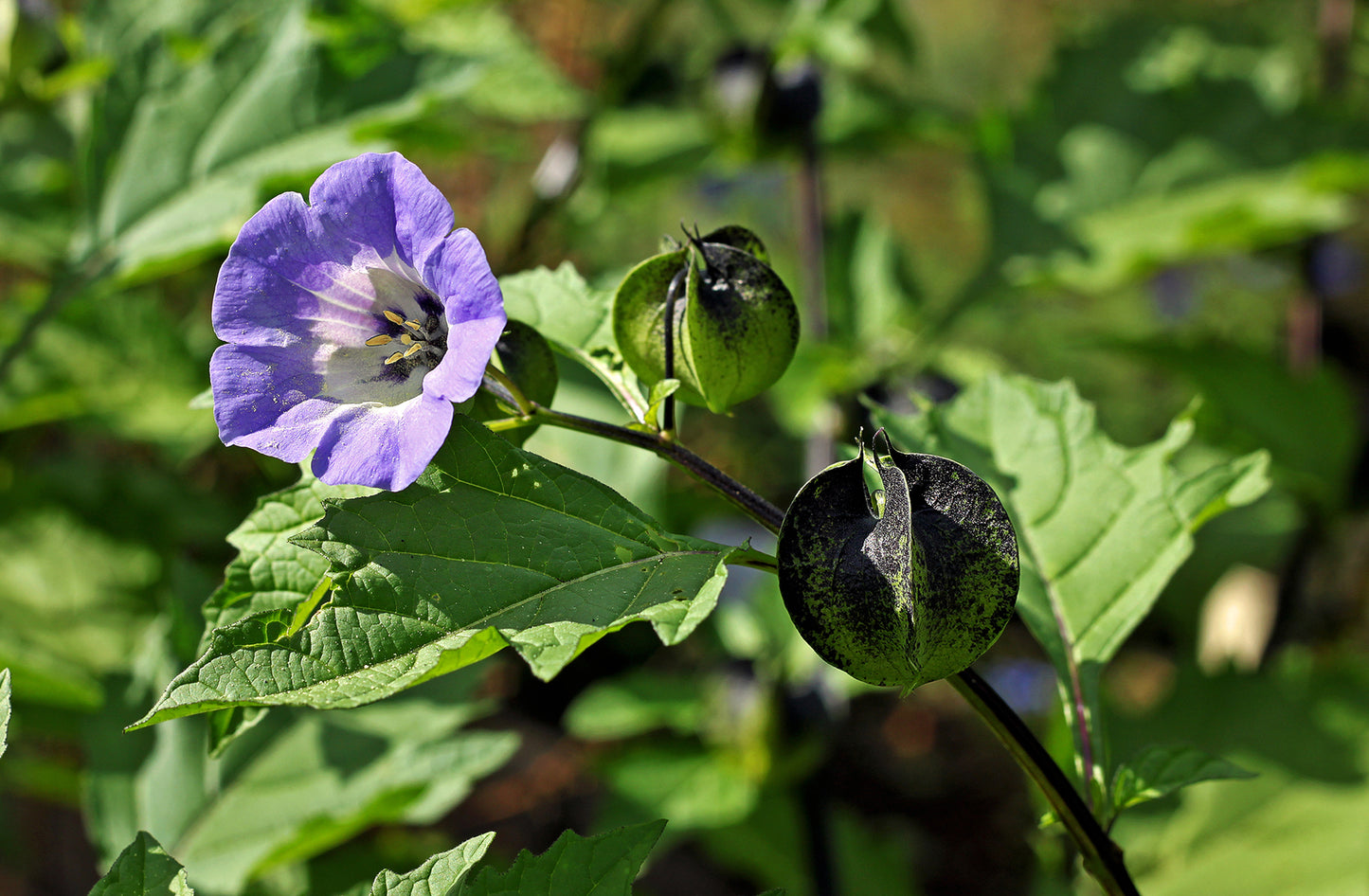 100 APPLE OF PERU Shoofly Plant Nicandra Physalodes Violet Blue Flower Seeds