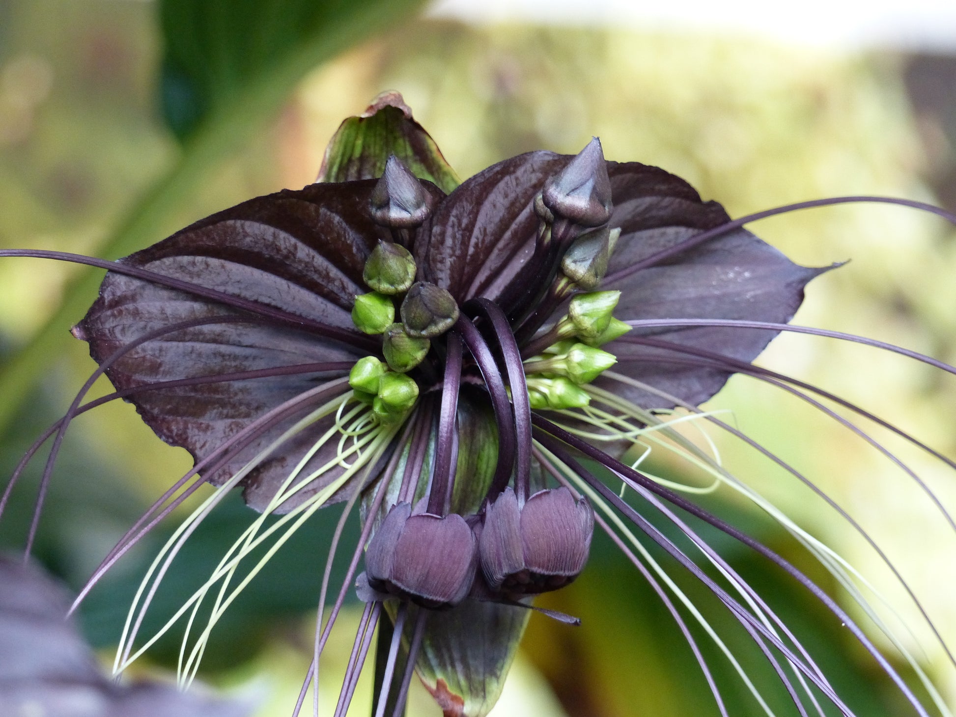 bat succulent 5 BLACK BAT FLOWER ( Cats Whiskers / Devil Flower ) Tacca Chantrieri F – Seedville USA