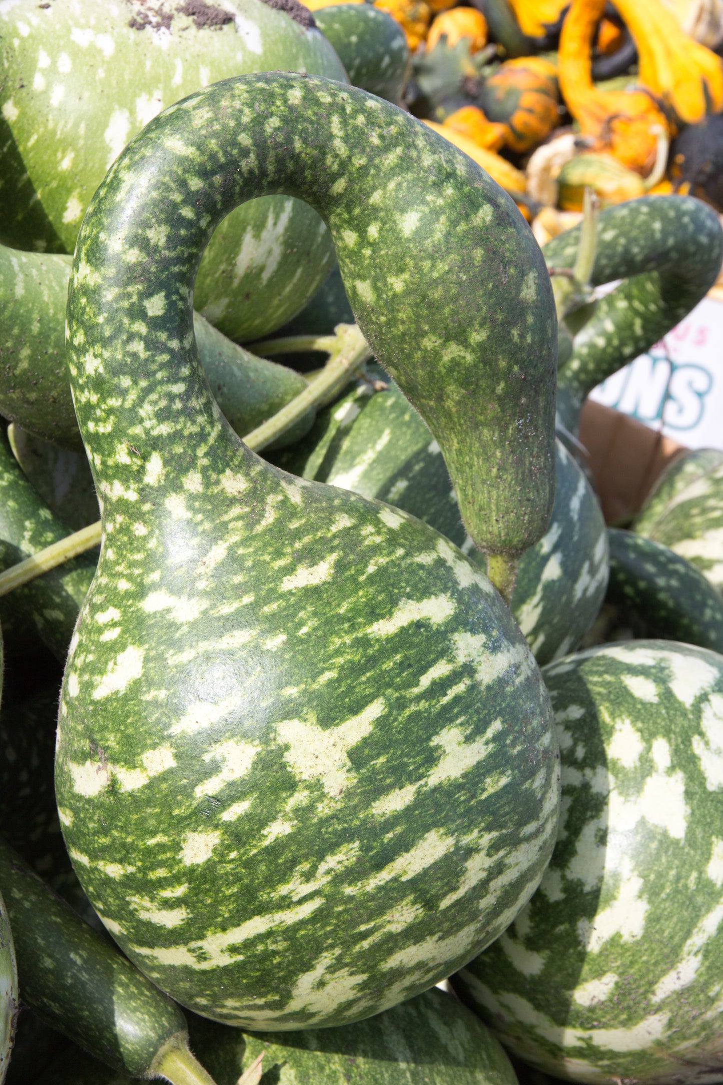 15 GOOSENECK / Bottle / SWAN GOURD Lagenaria Siceraria Vine Seeds
