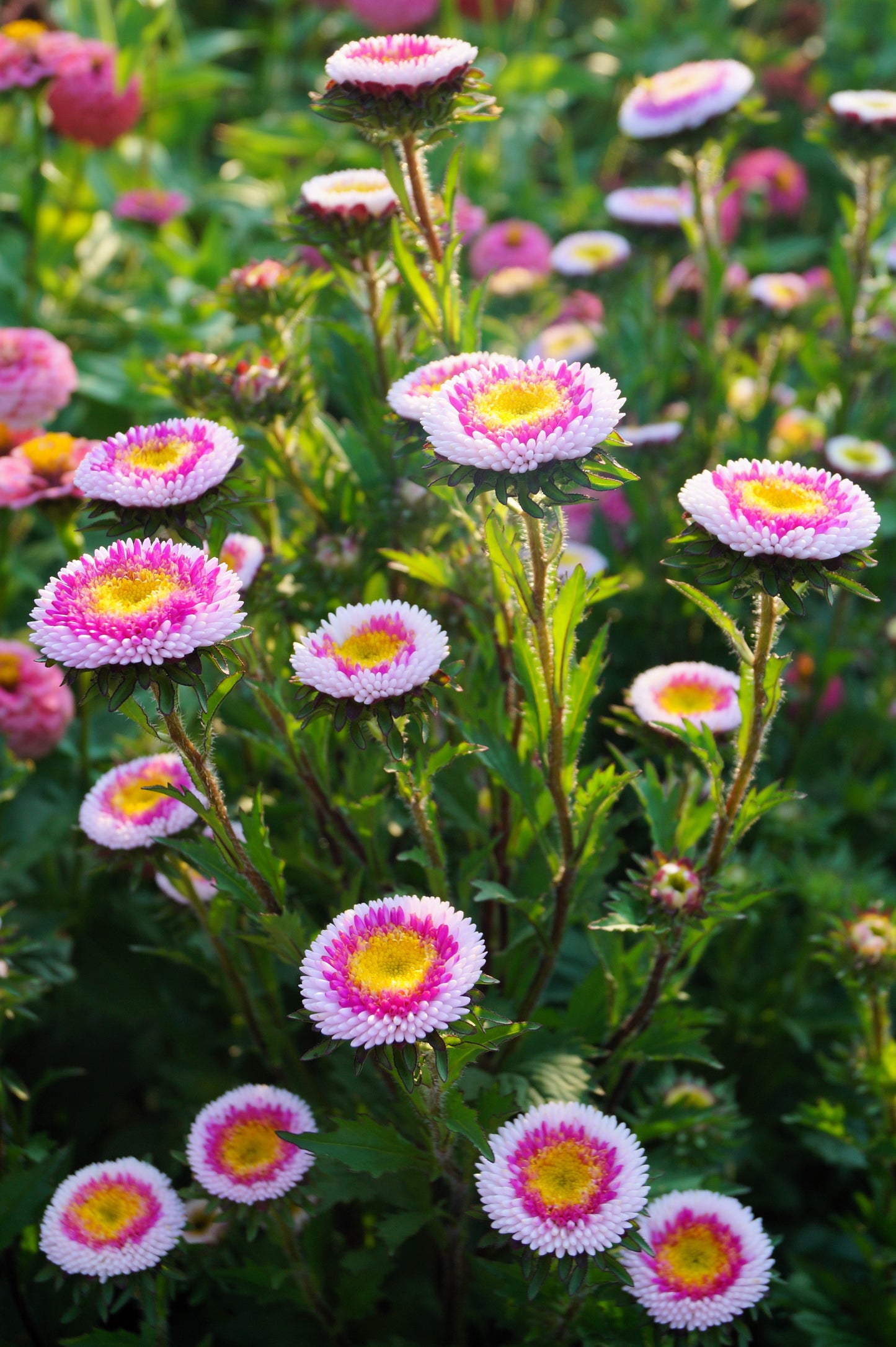 50 HI No MARU ASTER Double Red & White Callistephus Pompon Flower Seeds