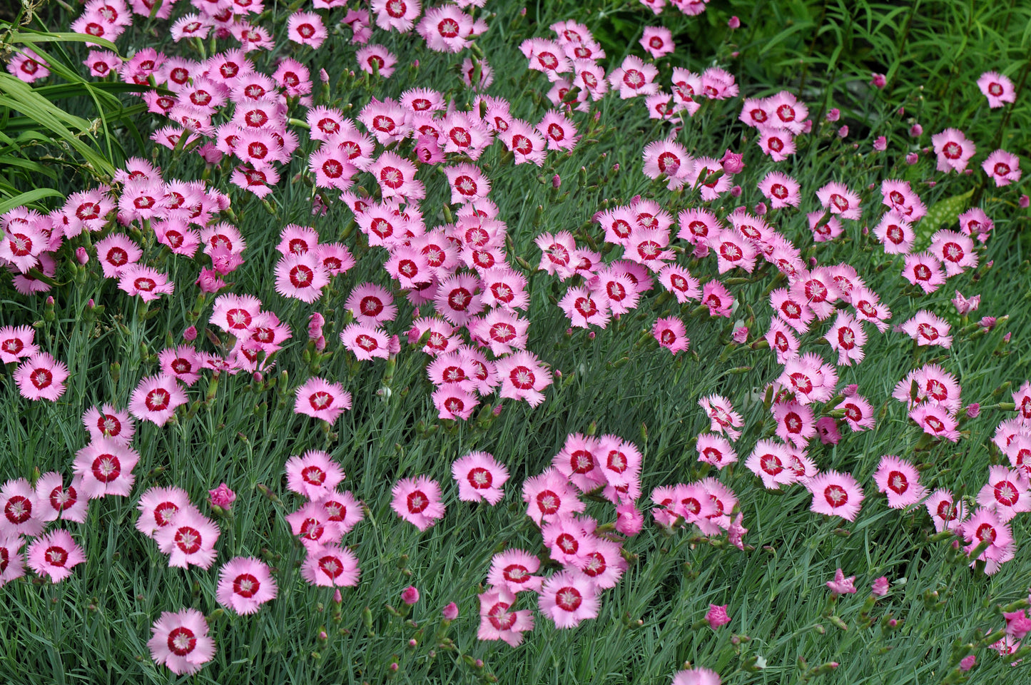 200 COTTAGE PINKS Mixed Colors (Garden, Laced, Feathered Pink) Dianthus Plumarius Flower Seeds