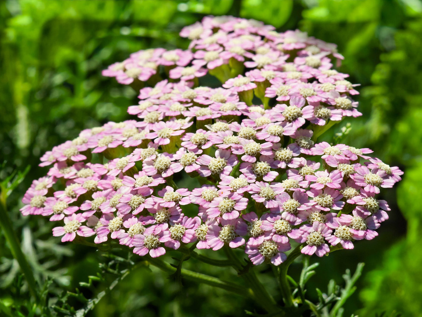 50 LOVE PARADE YARROW Achillea Sibirica ssp. Camtschatica aka Kamchatka & Siberian Yarrow Pale Pink Flower Seeds