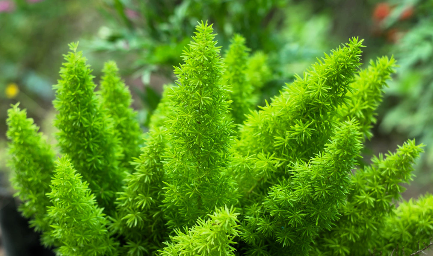 10 EMERALD ASPARAGUS FERN A. Densiflorus Mazeppa Houseplant Flower Seeds