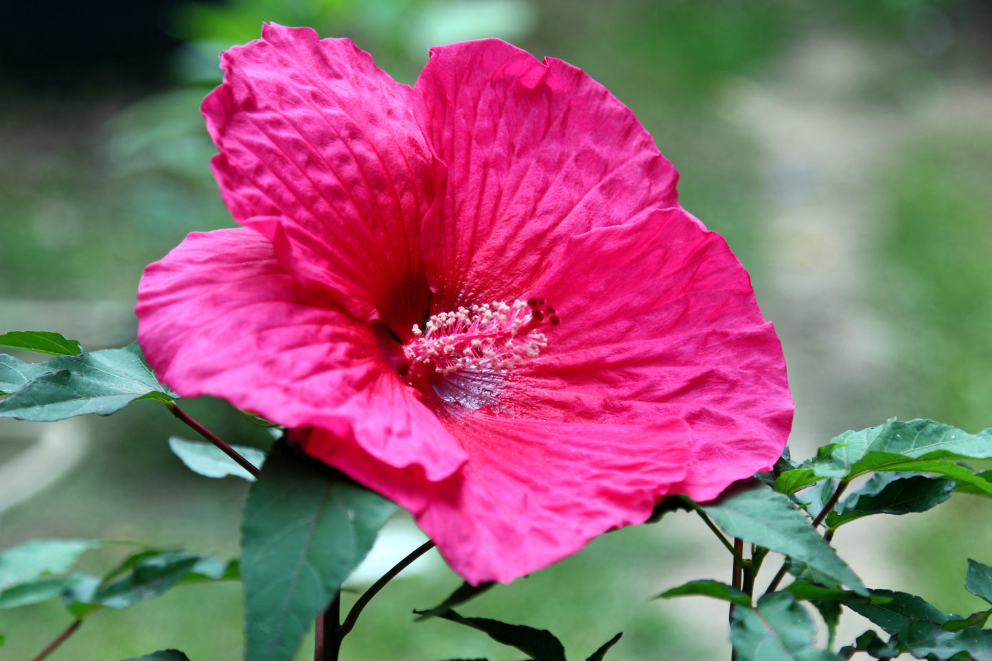 25 Grenache Vintage Hot PINK HARDY HIBISCUS Hibiscus Moscheutos Flower Seeds