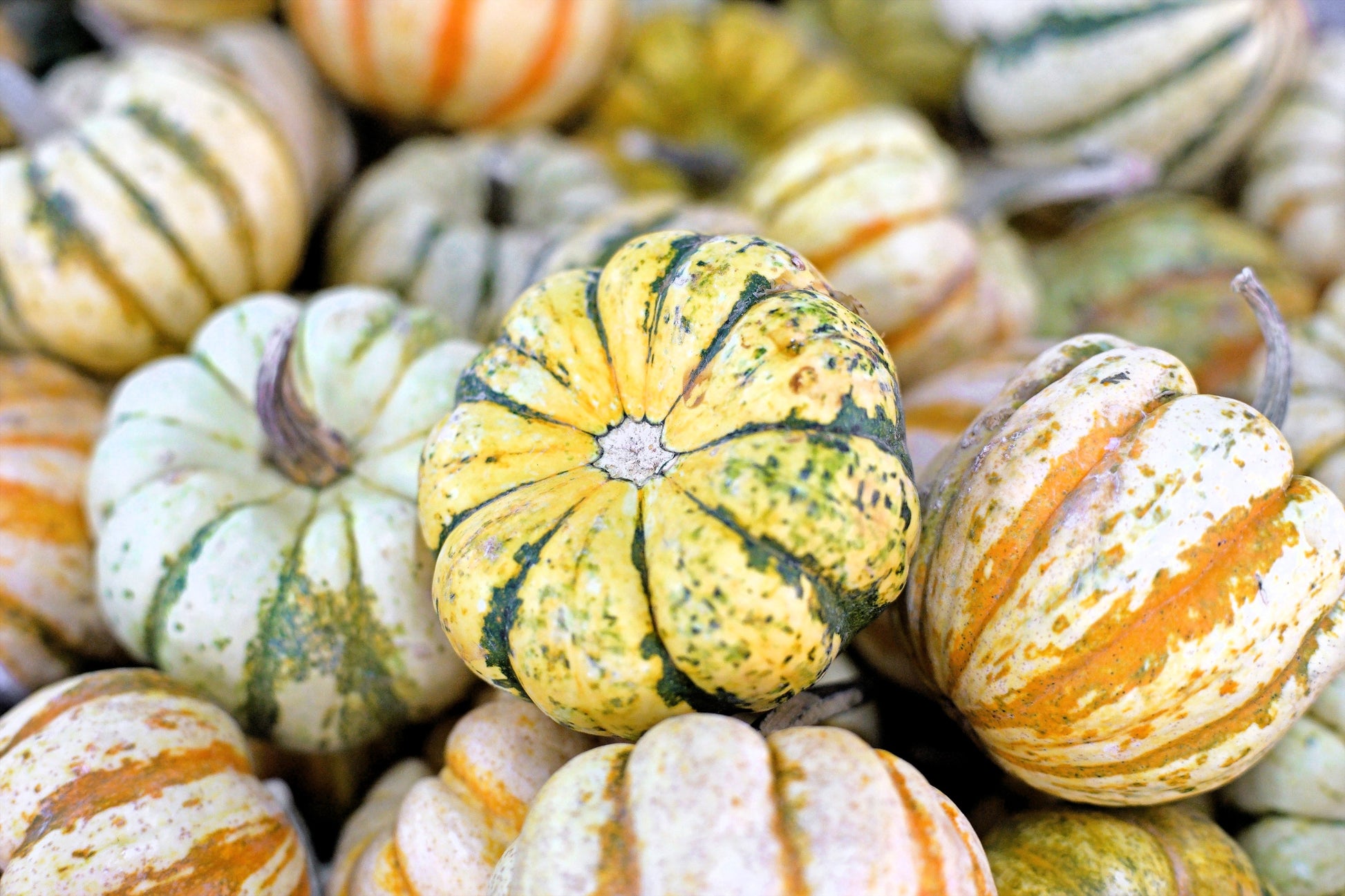 squash plant seeds 15 CARNIVAL SQUASH Winter Cucurbita Pepo Vegetable Seeds – Seedville USA