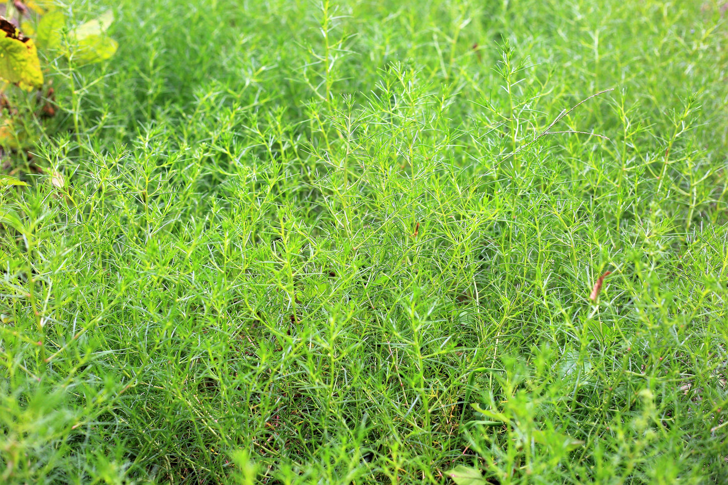 75 SALTWORT Okahijiki Japanese Greens Salsola Komarovii Leaf Vegetable Seeds