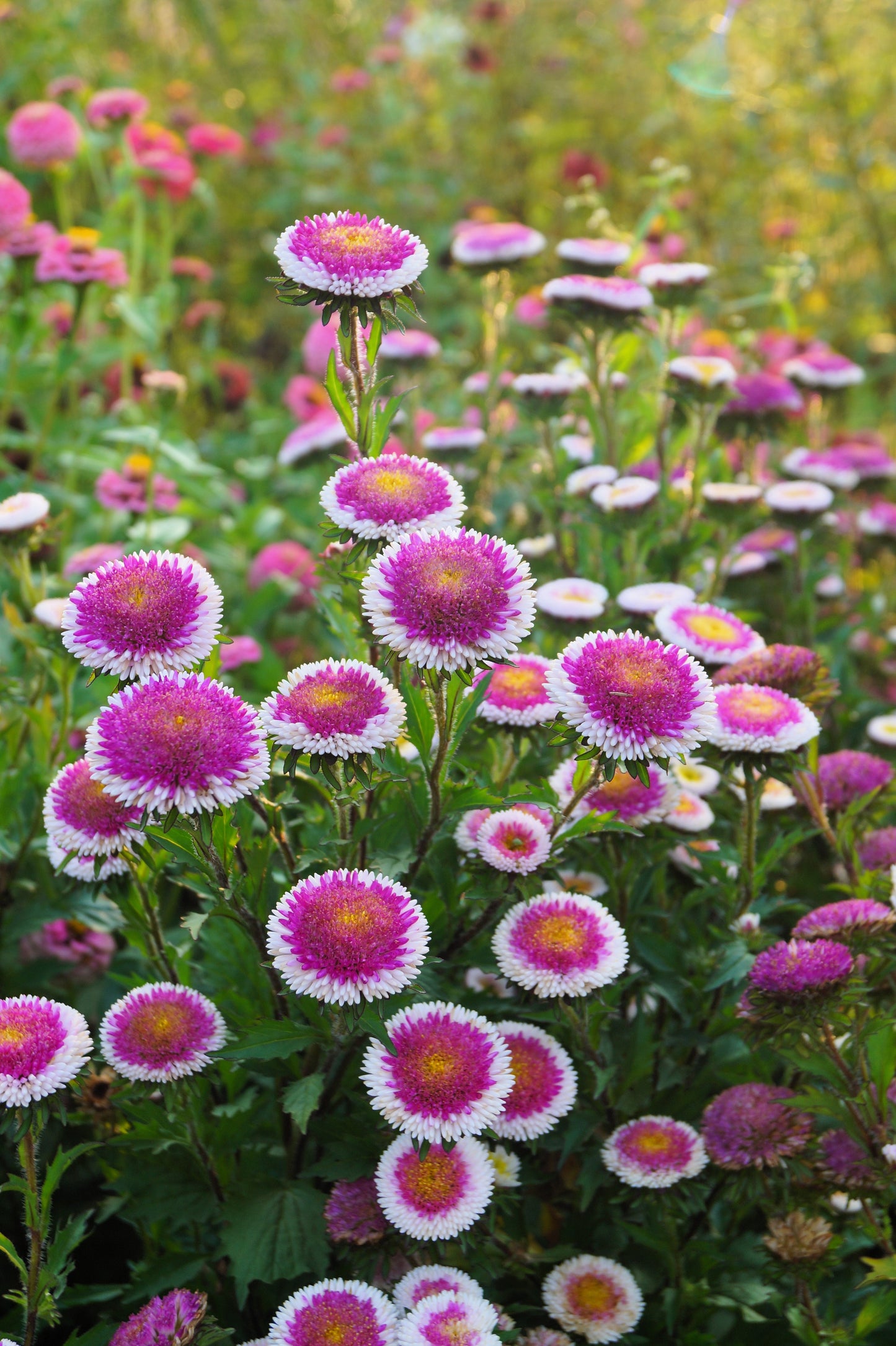 50 HI No MARU ASTER Double Red & White Callistephus Pompon Flower Seeds