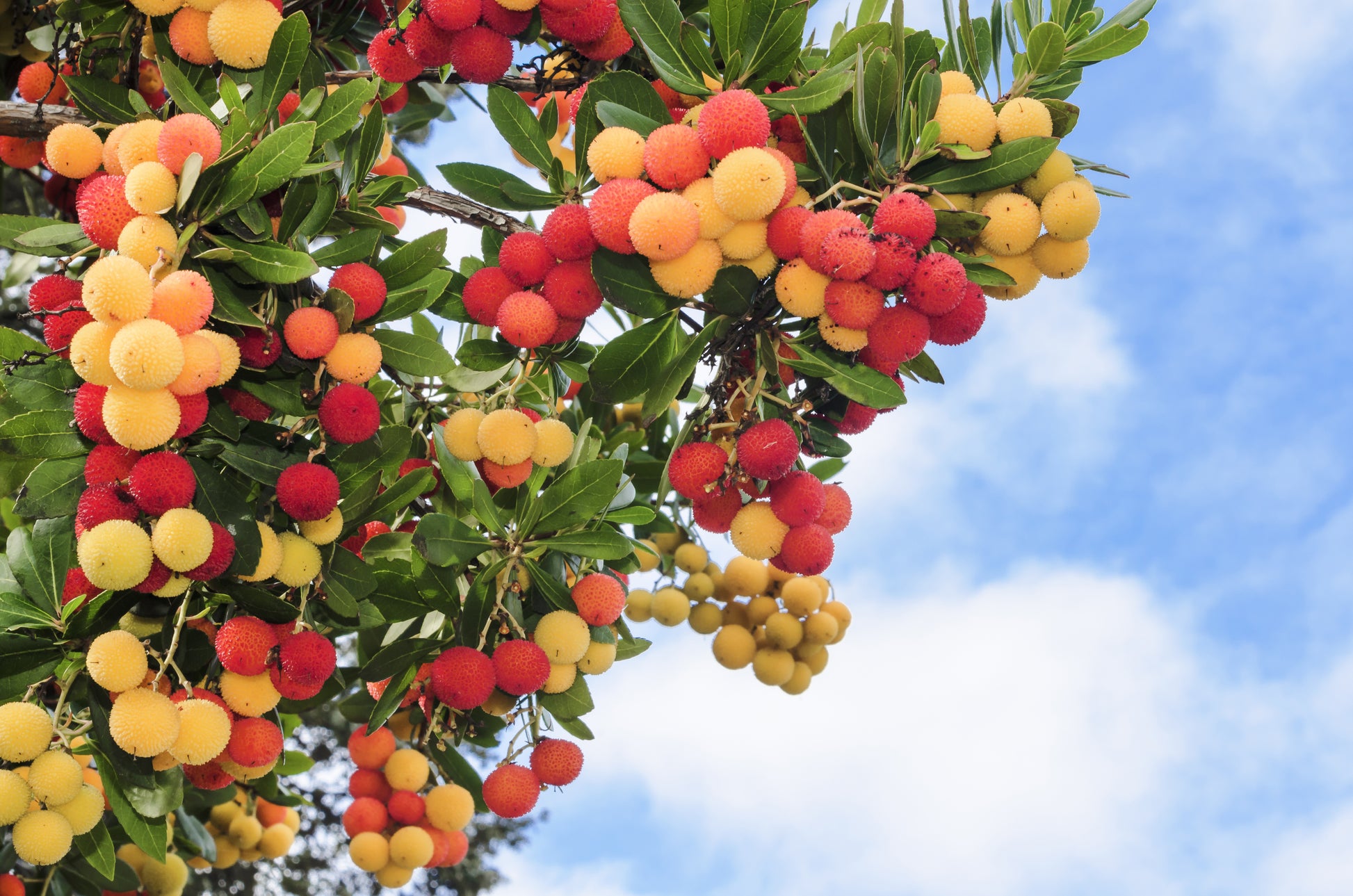 strawberry tree seeds 25 STRAWBERRY TREE Edible Red Berry Tree Arbutus Unedo Seeds Irish Kil – Seedville USA