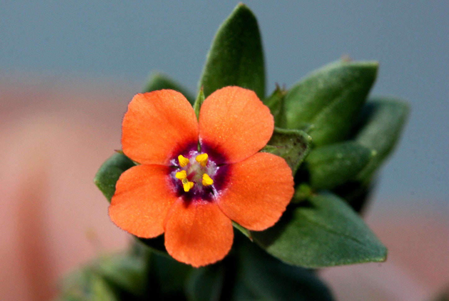 100 SCARLET PIMPERNEL (Adders Eyes) Anagallis Arvensis Flower Seeds