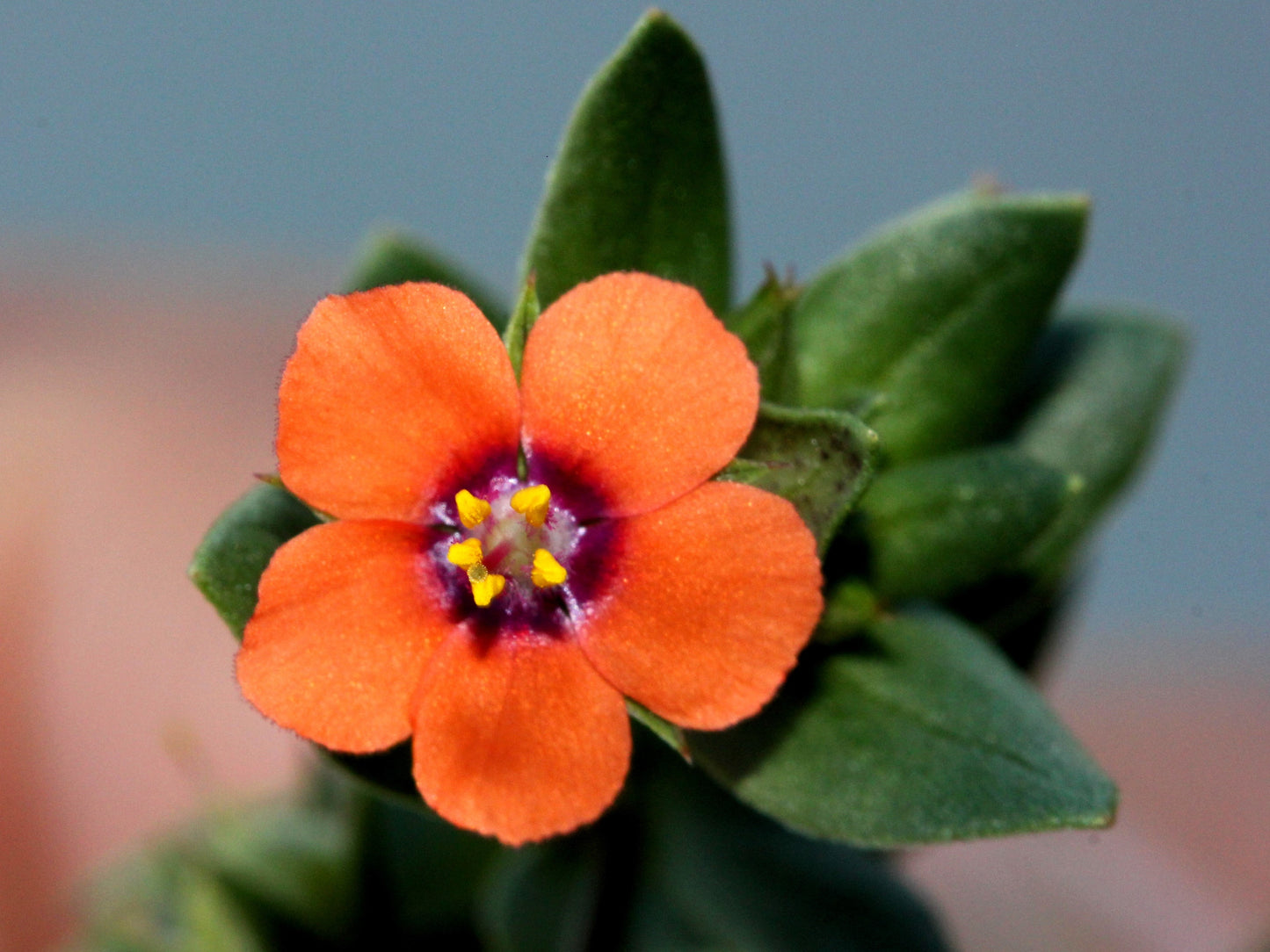 100 BLUE & SCARLET PIMPERNEL Anagallis Monellii Anagallis Arvensis Flower Seeds