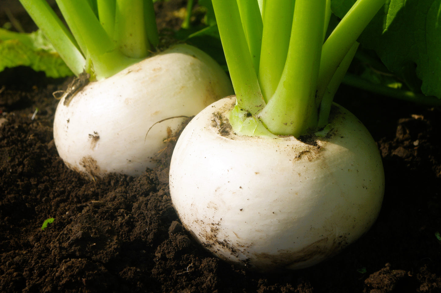 3000 SHOGOIN TURNIP White Japanese Brassica Rapa Root & Greens Vegetable Seeds