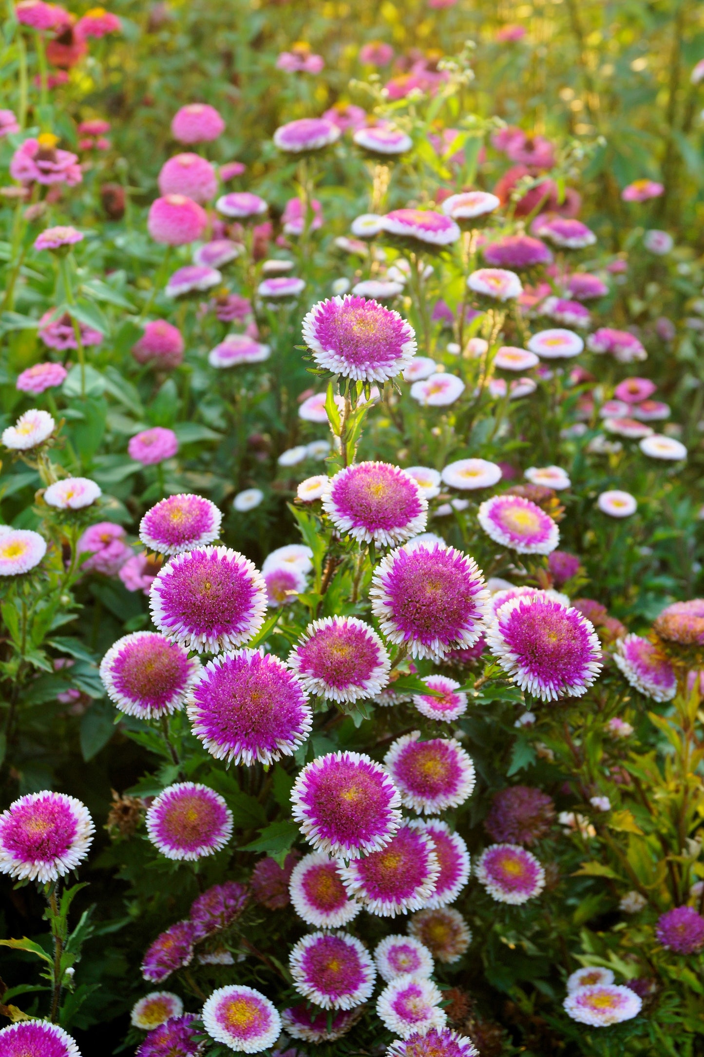 50 HI No MARU ASTER Double Red & White Callistephus Pompon Flower Seeds