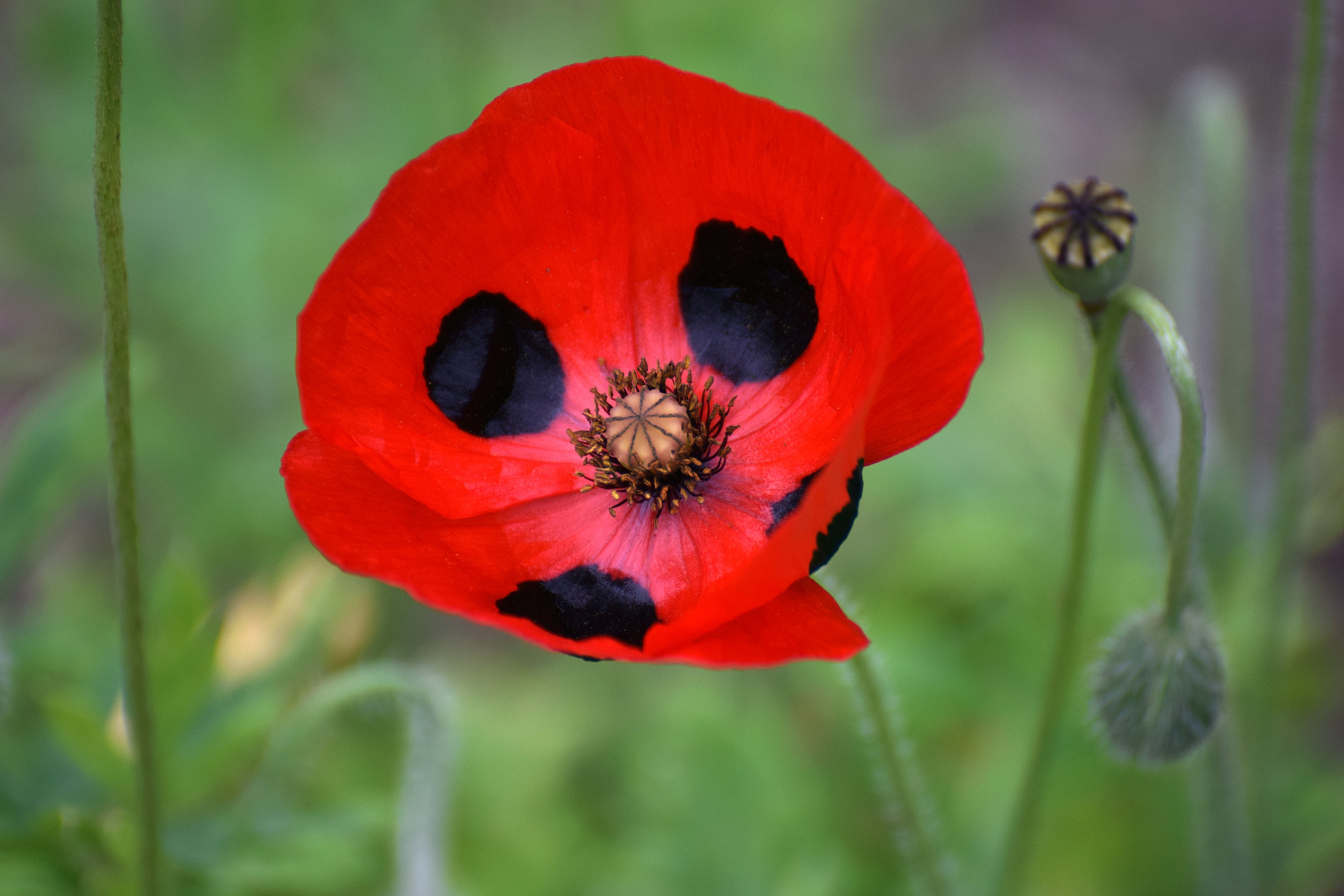 Seedville Ladybird Poppy Seeds