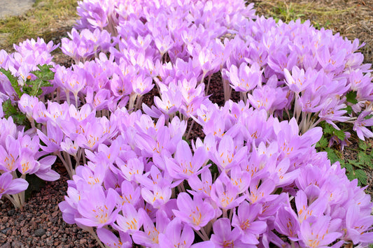 10 AUTUMN CROCUS Colchicum Autumnale Meadow Saffron Flower Seeds