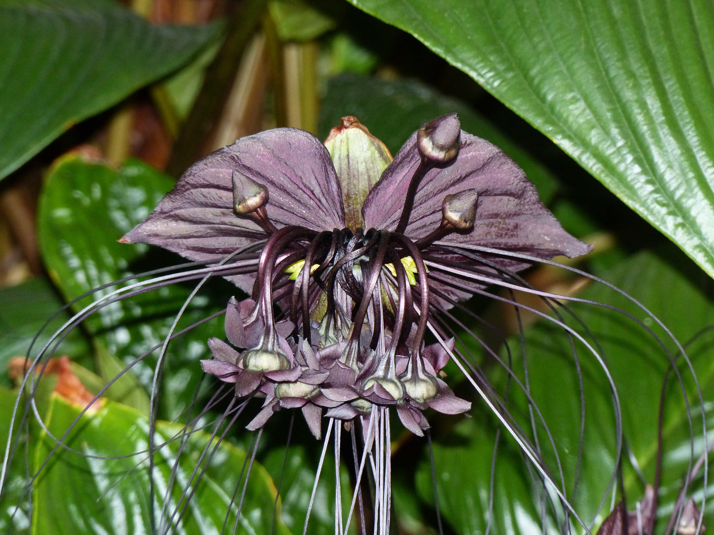 cat whiskers plant seeds 5 BLACK BAT FLOWER ( Cats Whiskers / Devil Flower ) Tacca Chantrieri F – Seedville USA
