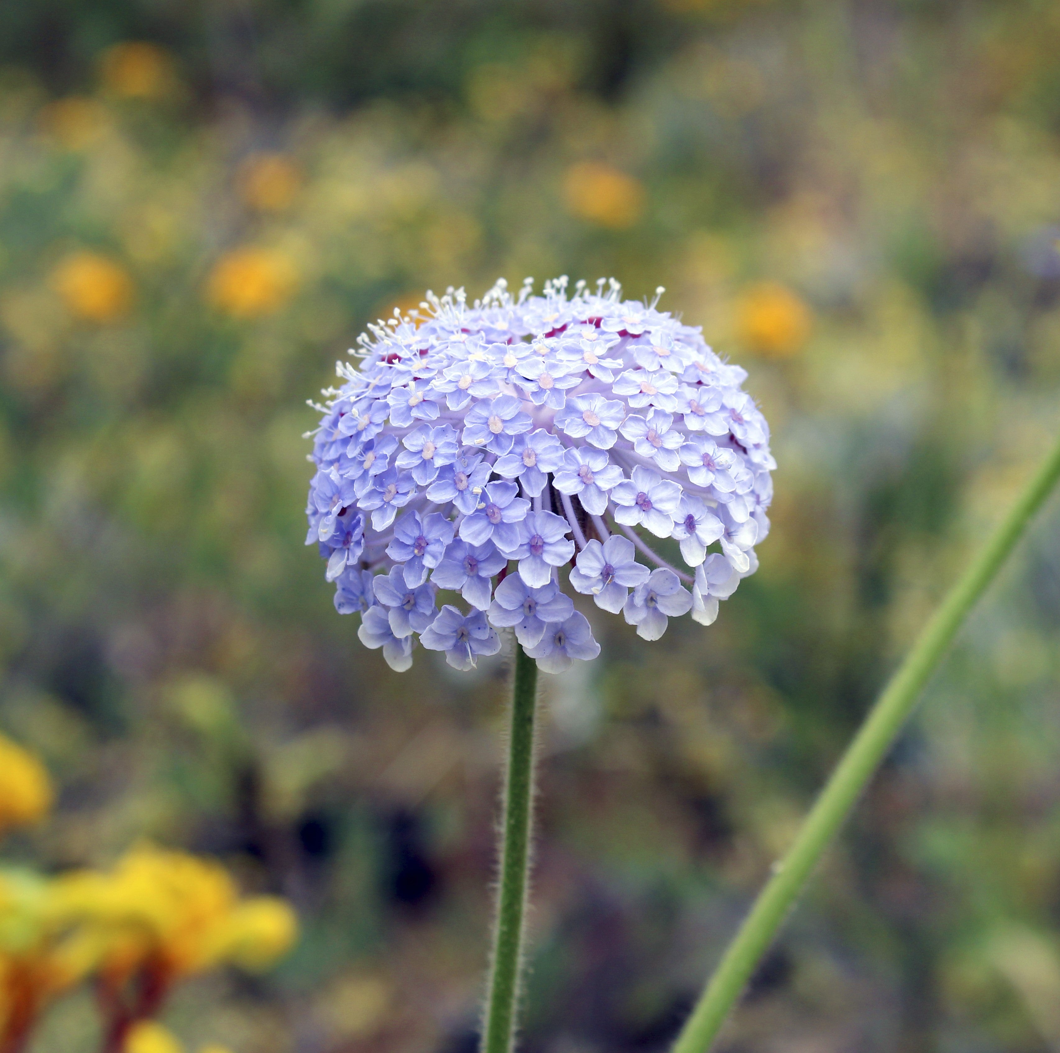 100 Organic BLUE LACE FLOWER aka Didiscus & Island Daisy