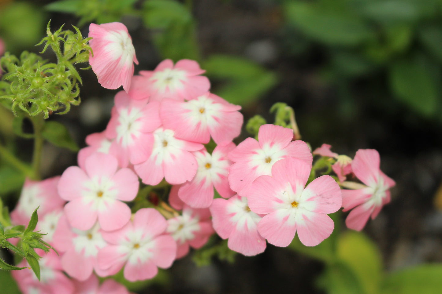 100 PHLOX OF SHEEP Pastel Mix Phlox Drummondii Multicolor Flower Seeds