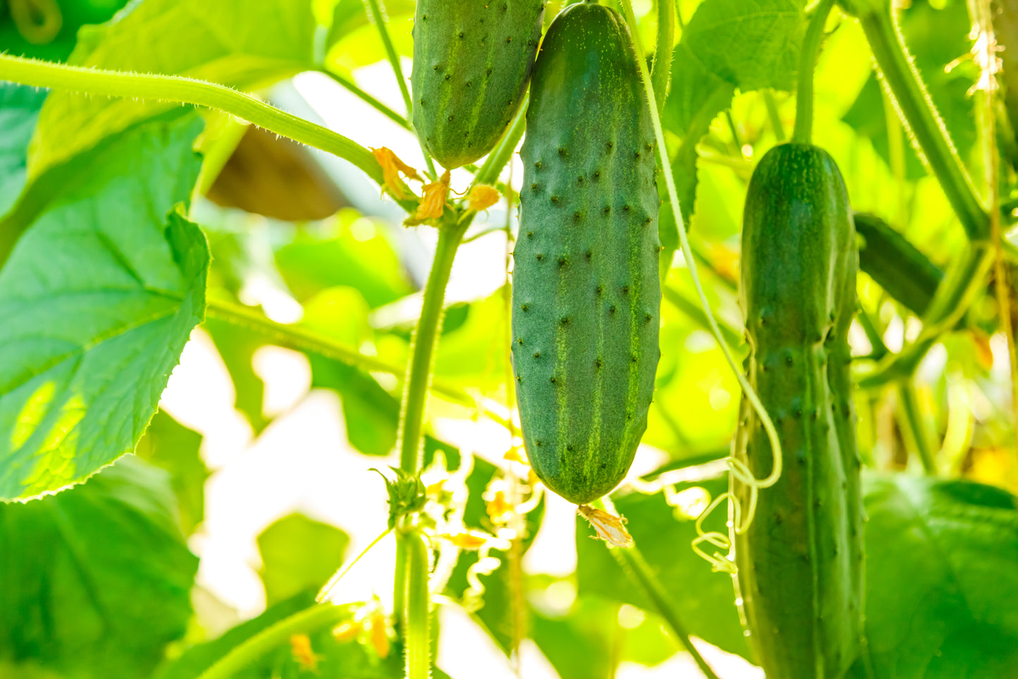 200 MARKETMORE 76 SLICING CUCUMBER Fruit Cucumis Sativus Seeds