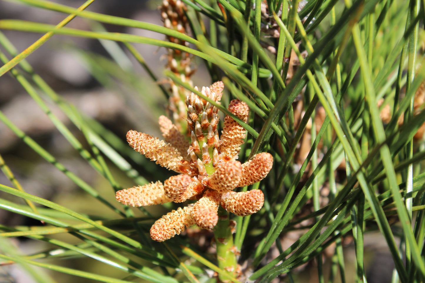 10 Japanese BLACK PINE TREE Evergreen Pinus Thunbergii Seeds