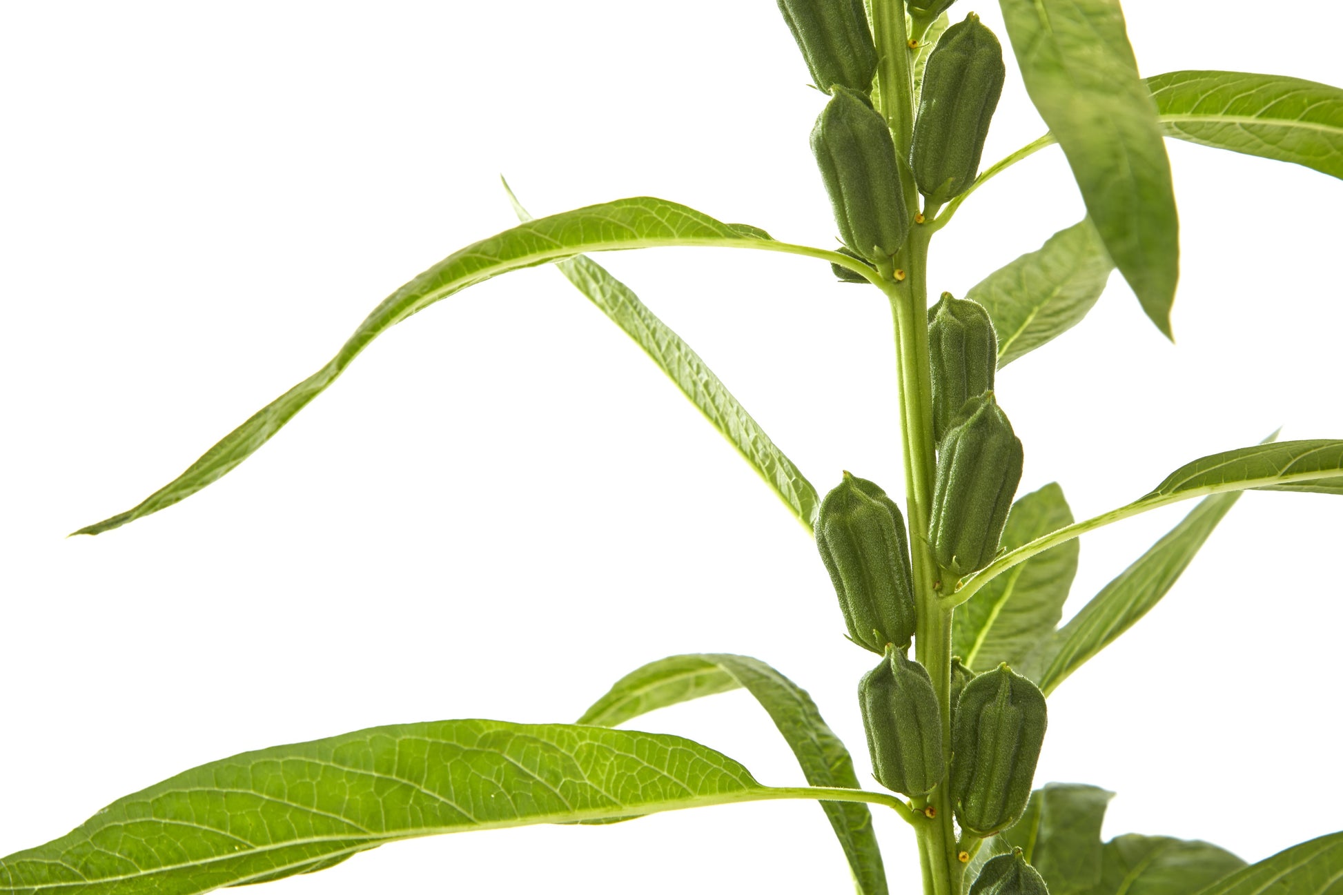 black sesame seed plant 1500 BLACK SESAME Sesamum Indicum Vegetable Flower Seeds – Seedville USA