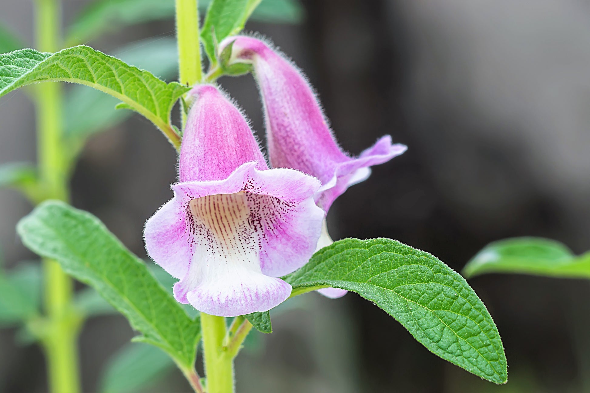 sesame seed plants for sale 1500 Organic SESAME SEED Sesamum Indicum White Flower Vegetable Bread Seeds