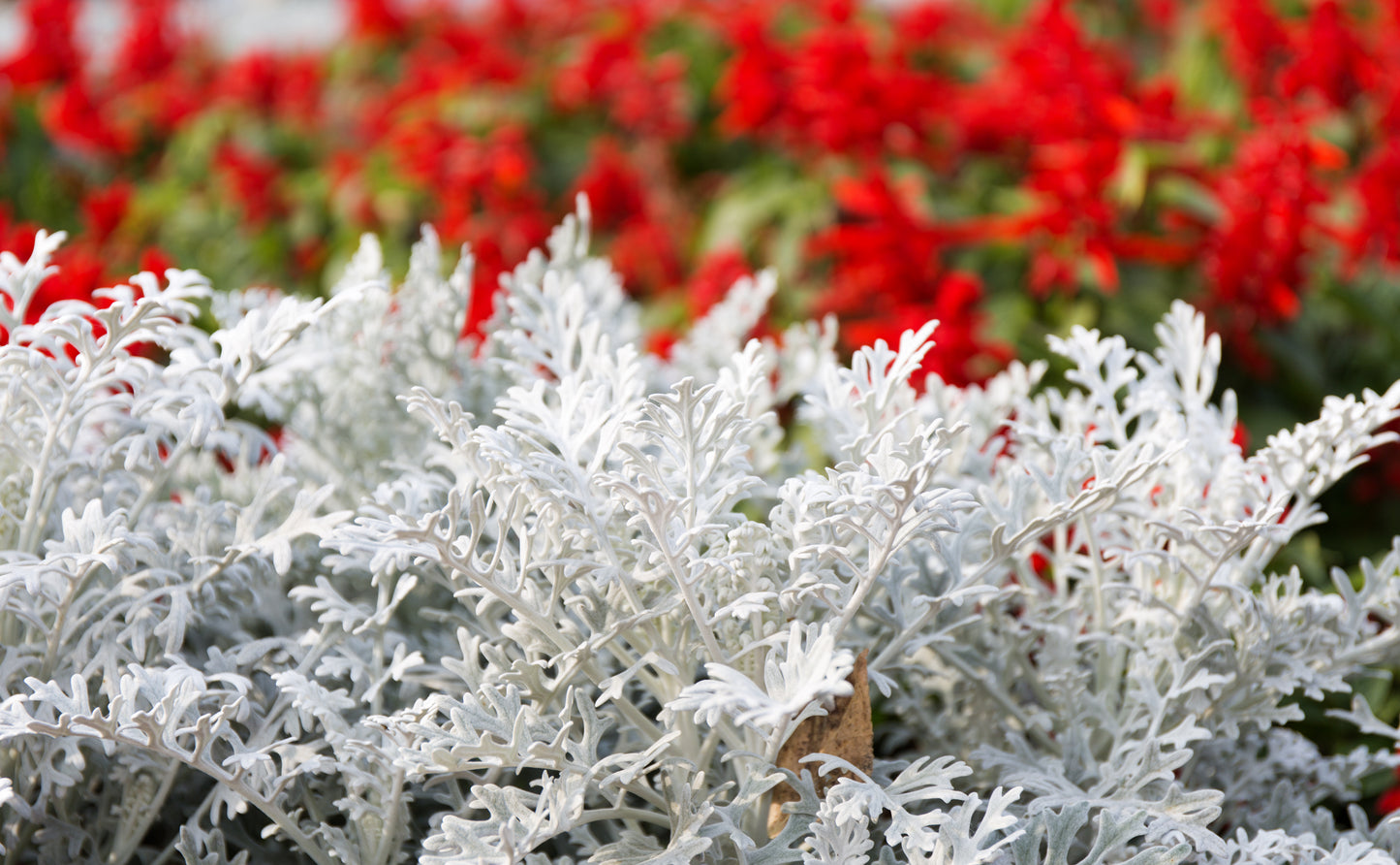 300 SILVERDUST DUSTY MILLER Cineraria maritima Flower Seeds