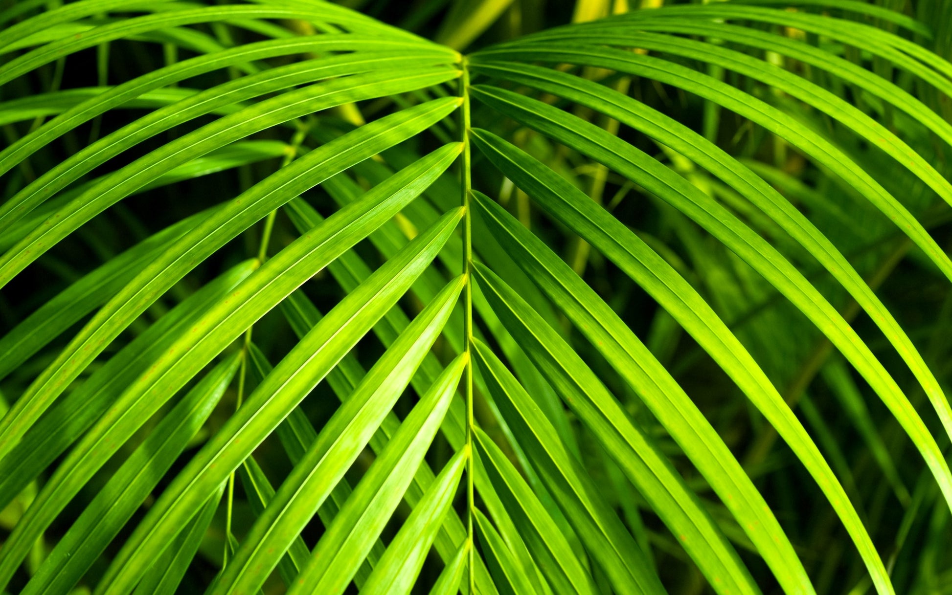 parlor palm light green leaves 15 PARLOR PALM Neanthe Bella Palm Chamaedorea Elegans Tree Houseplant – Seedville USA