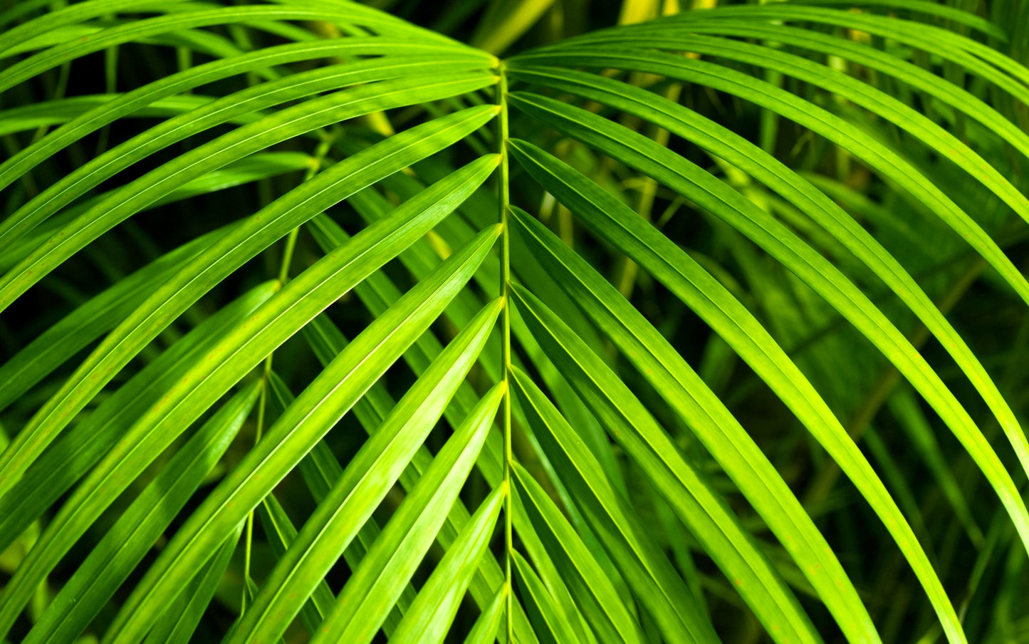 15 PARLOR PALM Neanthe Bella Palm Chamaedorea Elegans Tree Houseplant Seeds