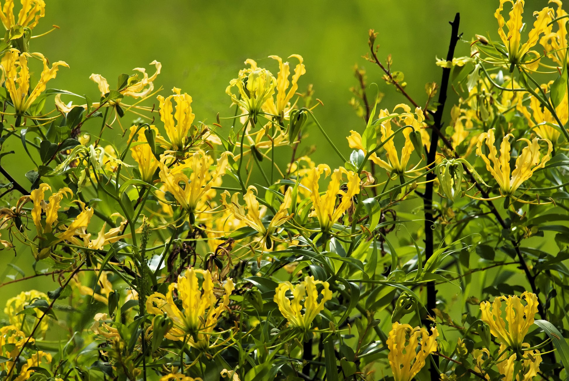 flame lily flower 10 YELLOW GLORIOSA LILY Flame Lily Gloriosa Lutea Flower Vine Seeds