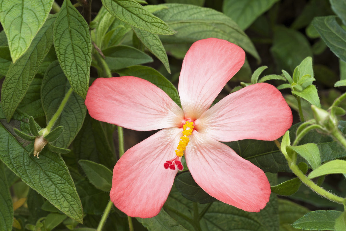 40 AMBRETTE / MUSK MALLOW Hibiscus Abelmoschus Moschatus Flower Seeds ...