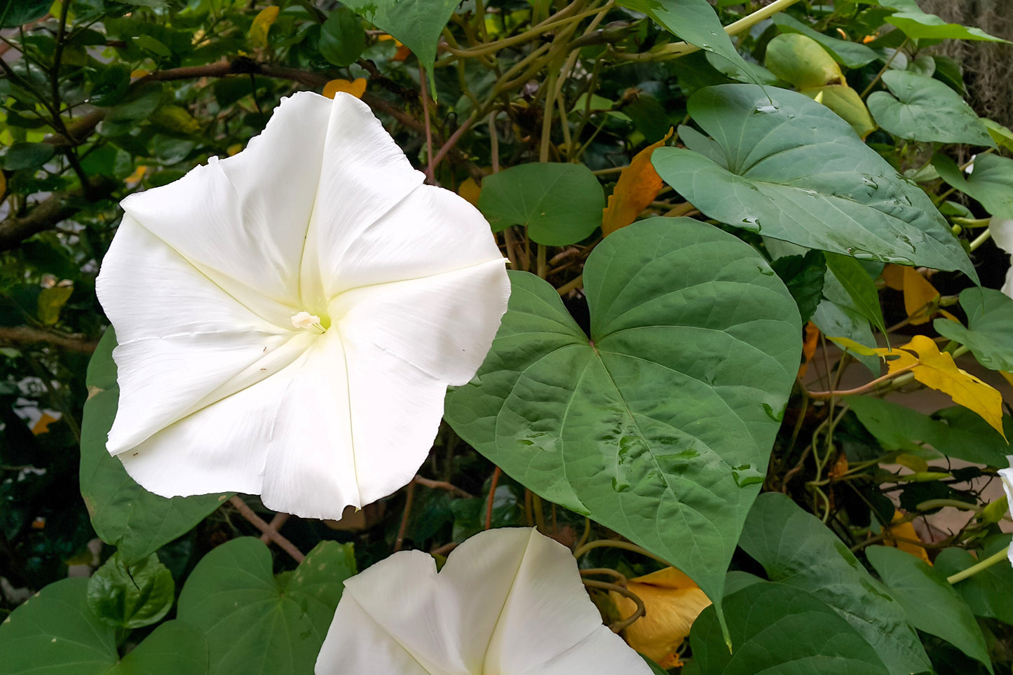 50 MOONFLOWER MORNING GLORY White Moon Flower Ipomoea Alba Flower Vine Seeds