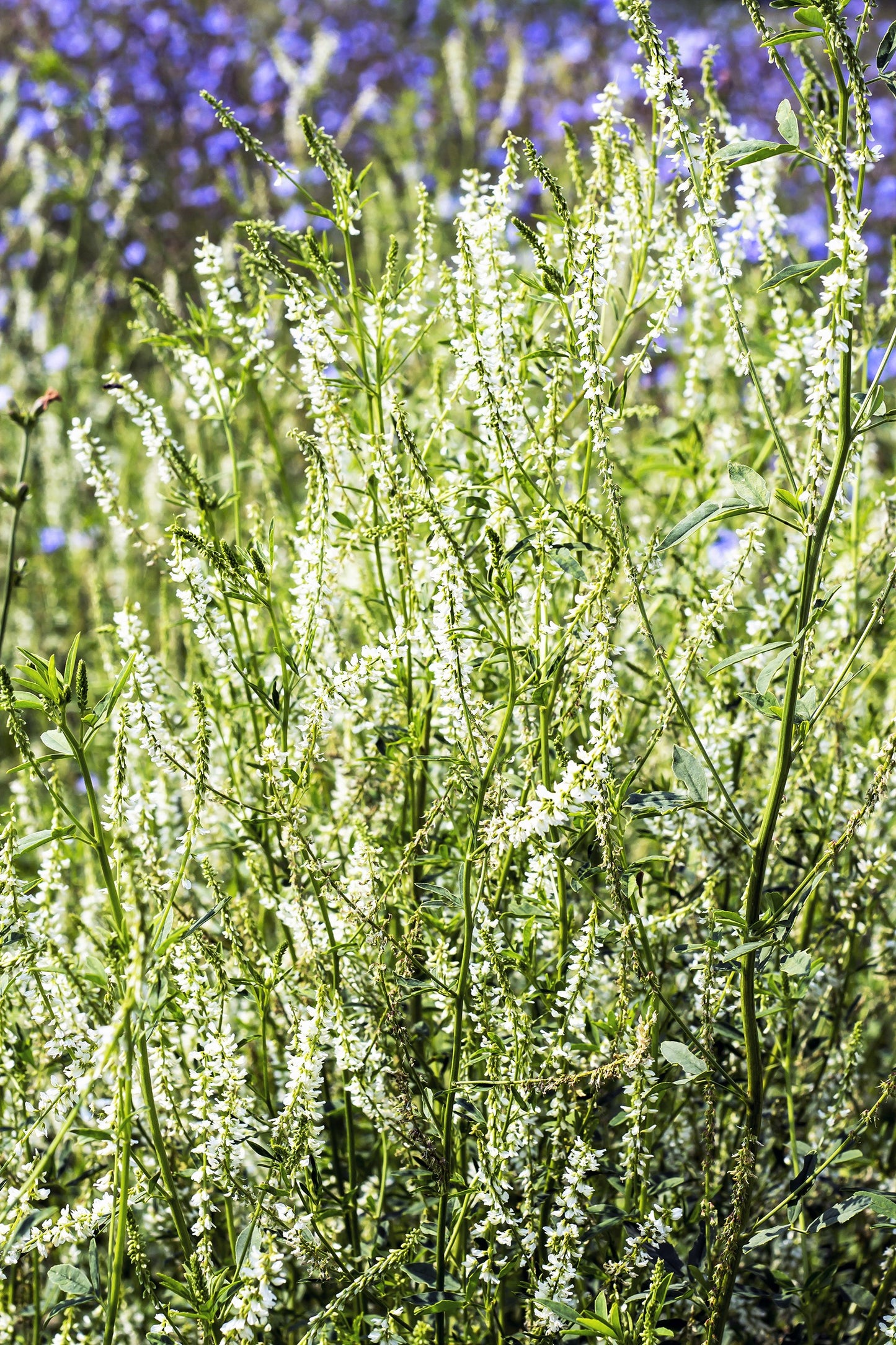 1500 WHITE Blossom SWEET CLOVER Melilotus Officinalis Alba Albus Sweetclover Honey Clover Flower Seeds