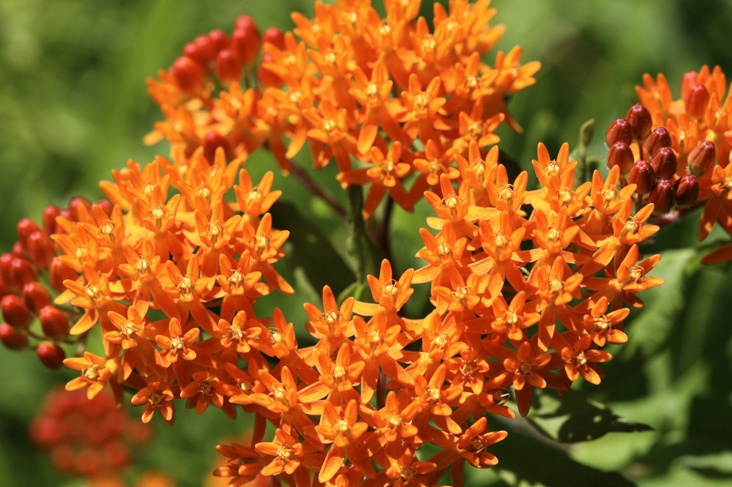 30 ORANGE BUTTERFLY MILKWEED Asclepias Tuberosa Flower Seeds