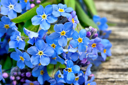 500 Blue FORGET ME NOT Myosotis Sylvatica Shade or Sun Perennial Flower Seeds