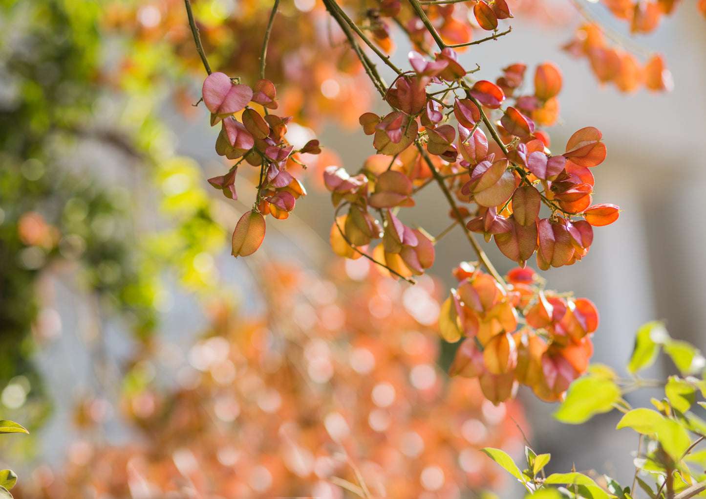 10 CHINESE FLAME TREE Koelreuteria Bipinnata Lantern Rain Yellow Pink Flower Seeds