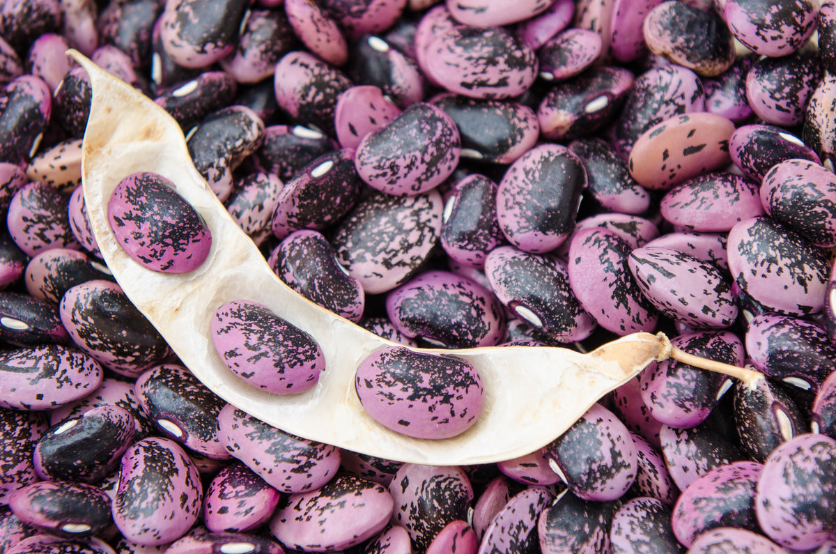 25 SCARLET RUNNER Pole BEAN Ornamental Red Flowers Phaseolus Vulgaris Vegetable Seeds