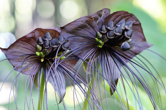 5 BLACK BAT FLOWER ( Cats Whiskers / Devil Flower ) Tacca Chantrieri Flower Seeds