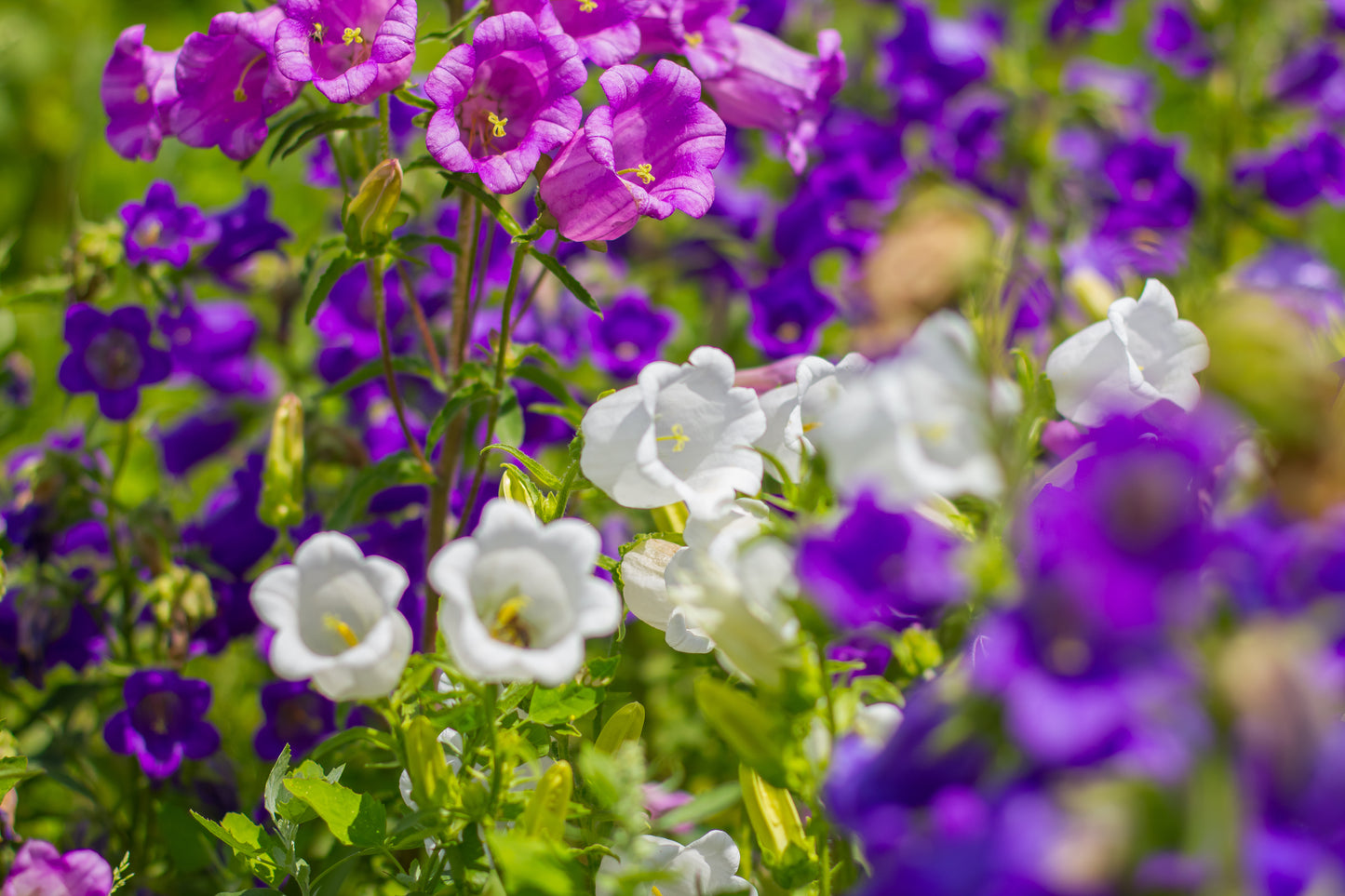 100 MIXED CANTERBURY BELLS - Crown Mix Campanula Medium Flower Seeds