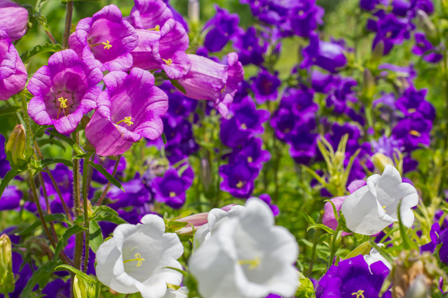 100 MIXED CANTERBURY BELLS - Crown Mix Campanula Medium Flower Seeds