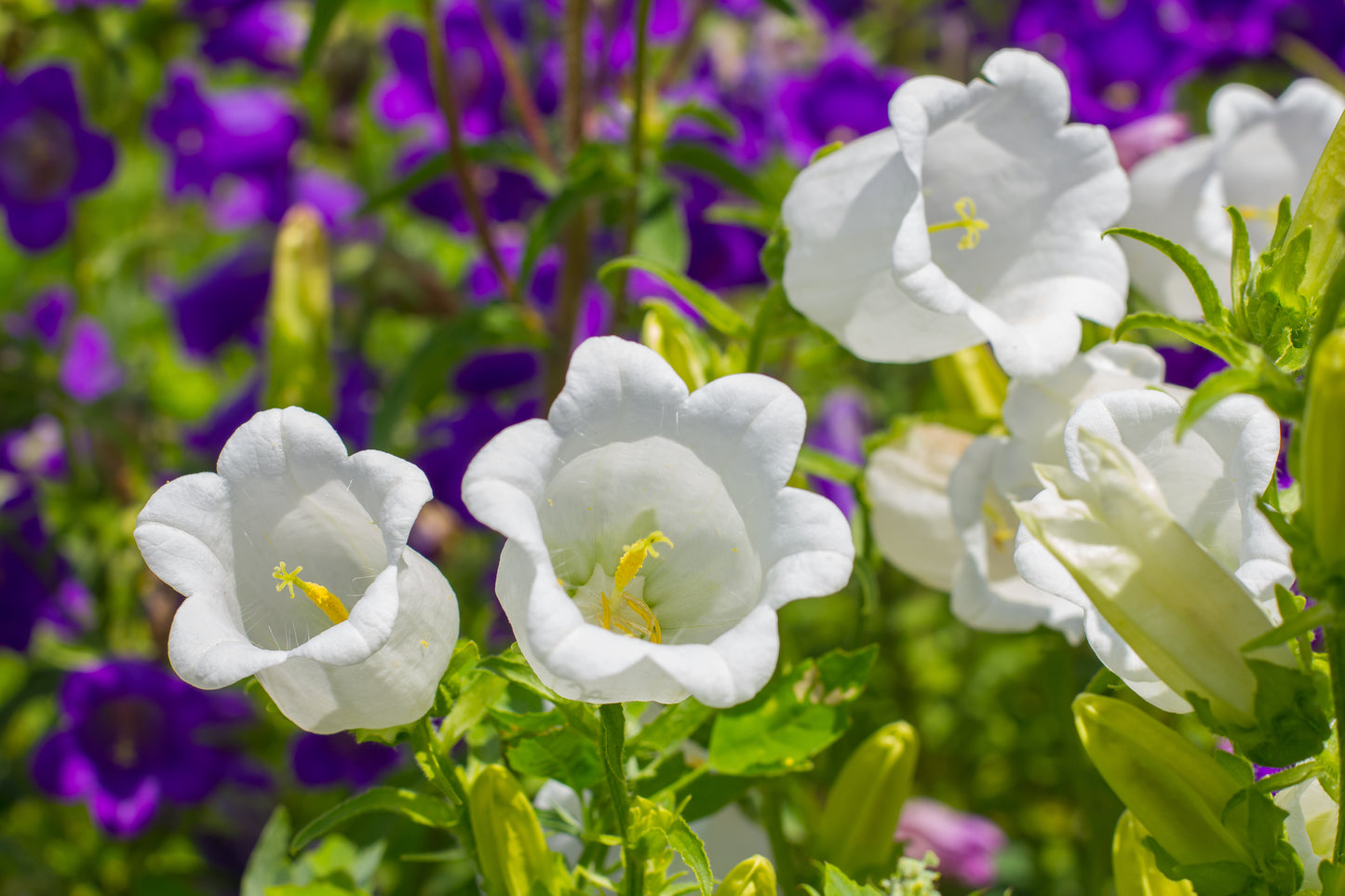 200 White CANTERBURY BELLS - CAMPANULA Medium Flower Seeds