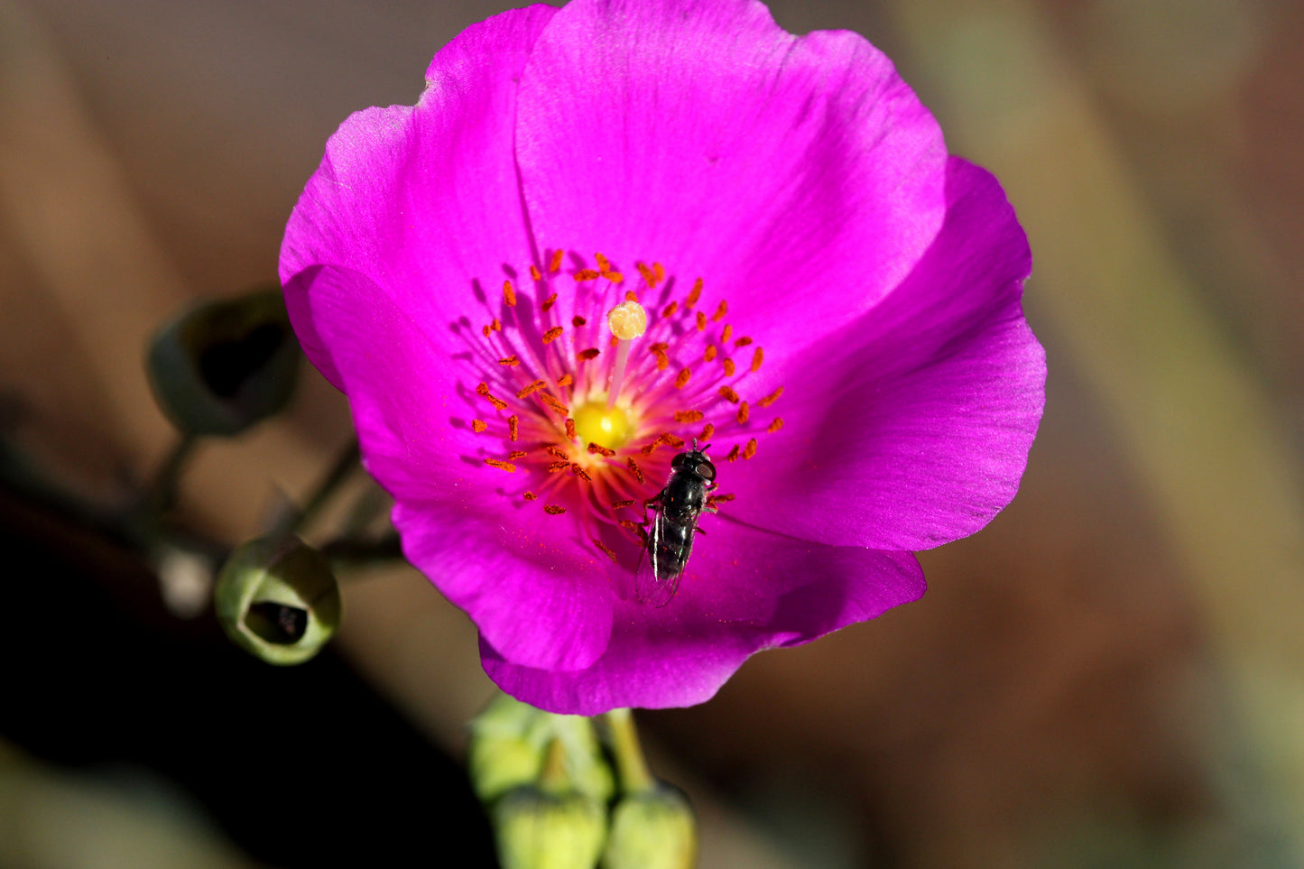 50 RED ROCK PURSLANE ' Ruby Tuesday ' Calandrinia Umbellata Magenta Flower Herb Seeds