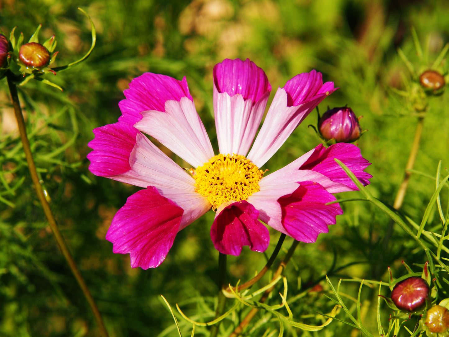 200 COSMOS SEASHELLS Cosmos Bipinnatus Sea Shells Flower Seeds