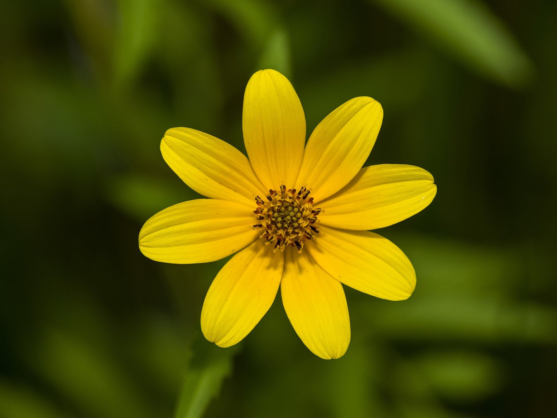 swamp marigold seeds 200 Yellow SWAMP MARIGOLD Bidens Aristosa Mutica Flower Seeds