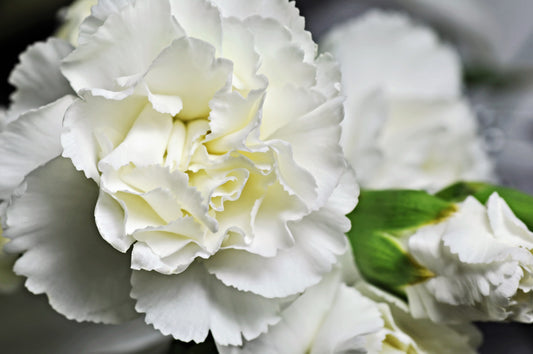 50 WHITE CARNATION Dianthus Caryophyllus Grenadin Flower Seeds