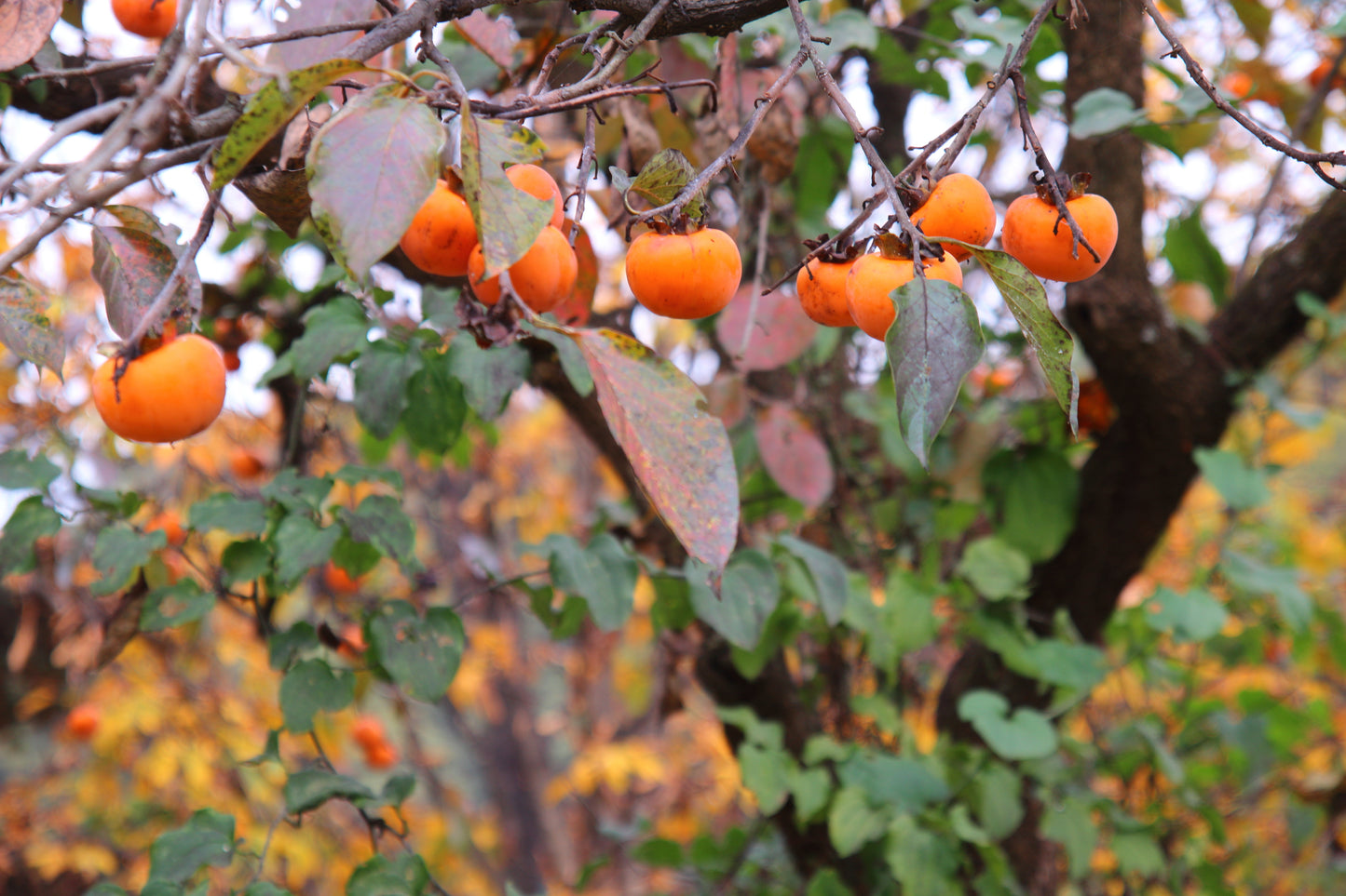 5 AMERICAN PERSIMMON TREE Diospyros Virginiana Fruit Seeds