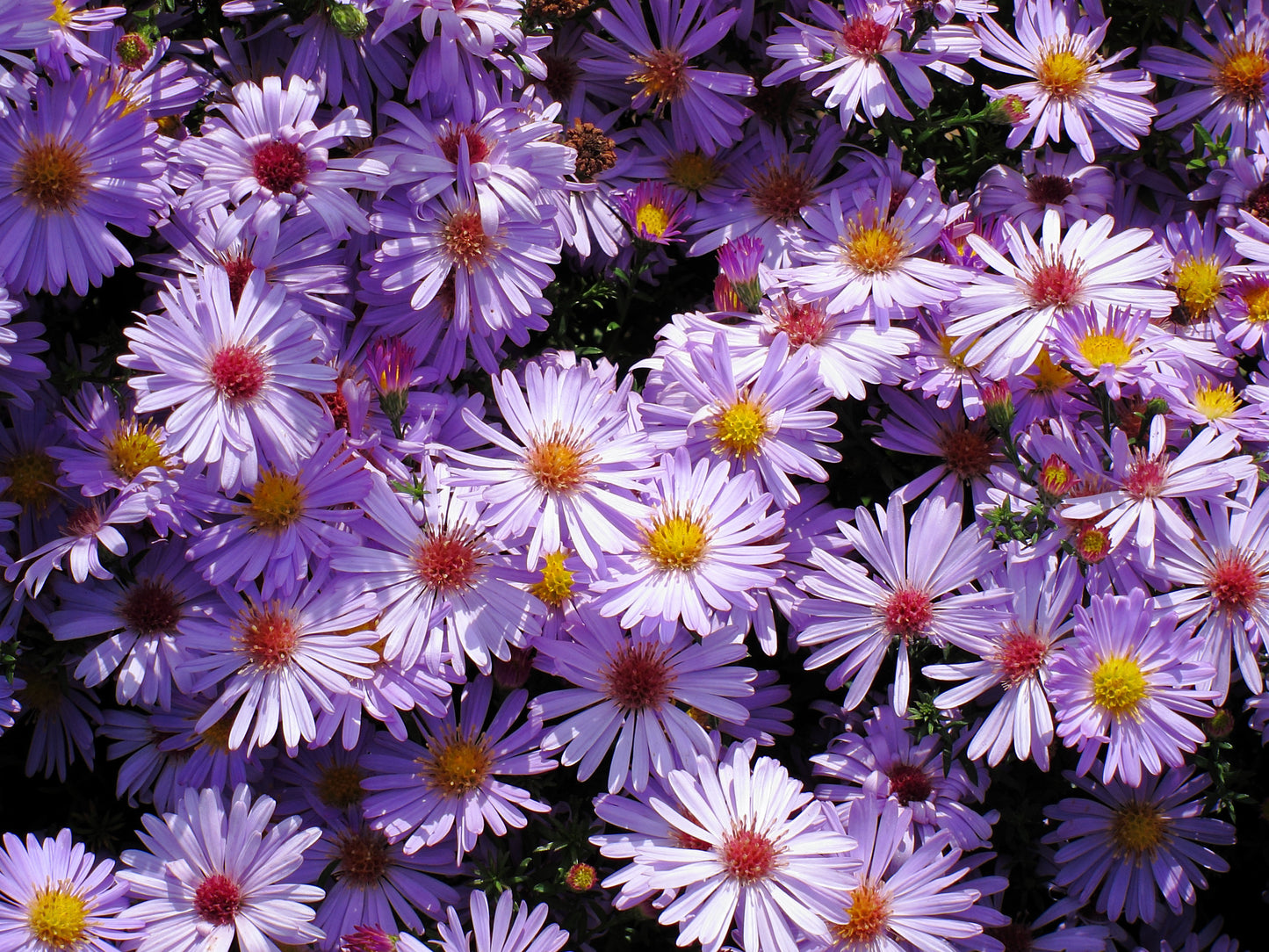 200 Mixed Colors SWAN RIVER DAISY Brachyscome Iberidifolia Flower Seeds