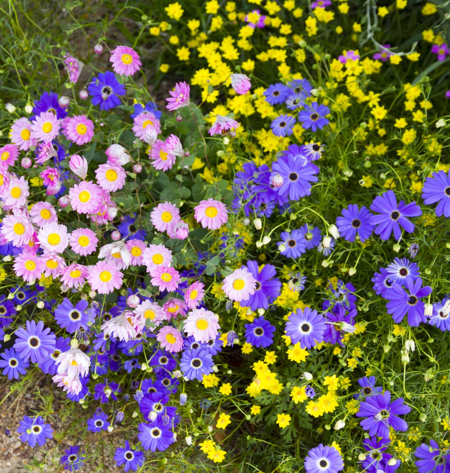 200 Mixed Colors SWAN RIVER DAISY Brachyscome Iberidifolia Flower Seeds